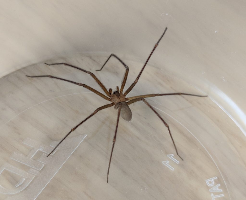 Caught A Brown Recluse In My House Erick Dimalanta